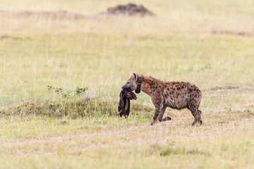 Naklejka na ściany i meble Tracking collar provided Hyena with a prey