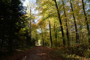 Fototapeta premium jesień