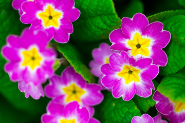 Perennial primrose or primula in the spring garden. Primroses in spring. The beautiful colors primrose flowers garden