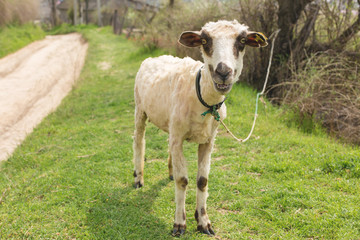 Sheep and goats graze on green grass in spring	