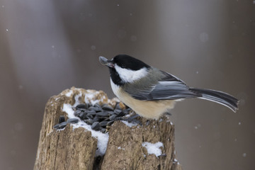 black capped chickadee in winter