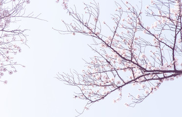Sakura or Cherry blossom in vintage style background