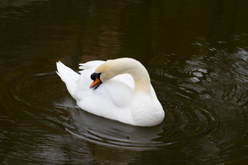 Portrait of a white Swan with an orange beak, close-up