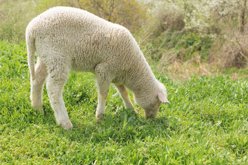Obraz na płótnie Canvas Sheep and goats graze on green grass in spring 