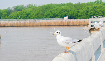Seagull stand on stone terrace at the sea.