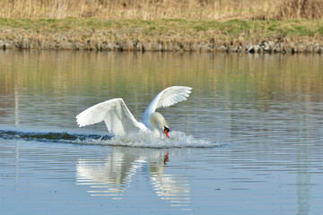 white swan is landing  on the water lake flying swan