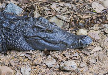 Crocodile's head (close up)