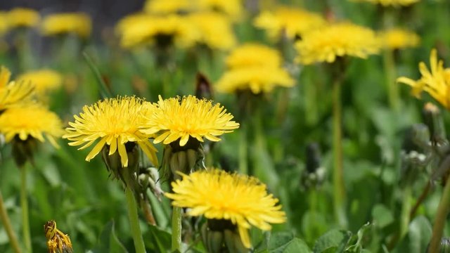 Gelber L&ouml;wenzahn bewegt sich beim windigen Wetter. Video HD.