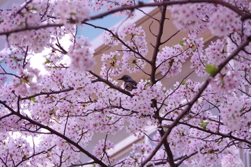 桜と小鳥