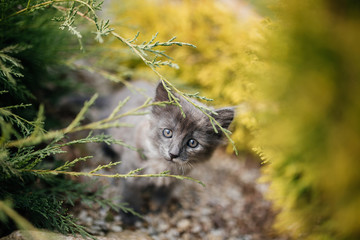 Kitten in the Green Grass. Fluffy Grey kitten with grey Eyes - 200916632