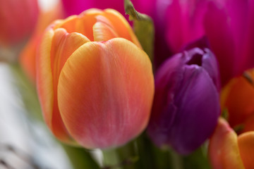 Tulpen Strauß in Orange und Lila im Detail