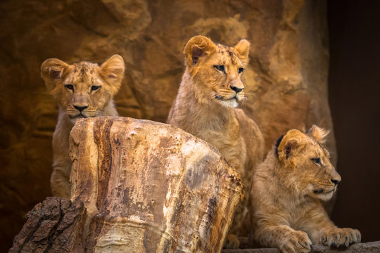 Three cute baby lion brothers portrait