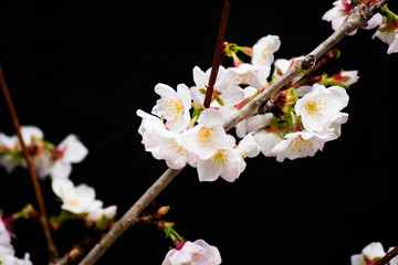 White Cherry Blossom Blooming Early In Spring Flowers Tree Branches Black Background