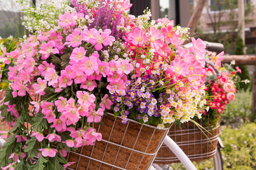 Beautiful colorful flowers in a basket of white vintage bicycle.