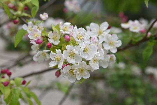 Cerisier en feurs au printemps