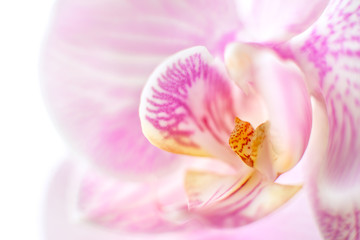 Fototapeta na wymiar Flower Orchid Falenopsis