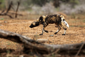 The African wild dog (Lycaon pictus), also known as African hunting or  African painted dog, painted hunting dog or painted wolf,young dog separated from the pack. Puppy is approaching a pride.