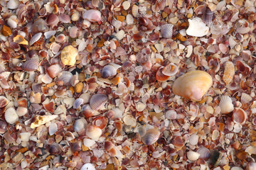 seashells on the beach