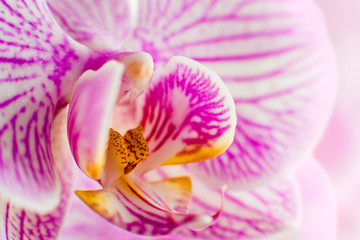 Fototapeta na wymiar Flower Orchid Falenopsis