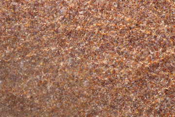 background of seashells with brine