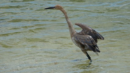 Reiher, Graureiher, Silberreiher