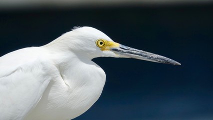 Reiher, Graureiher, Silberreiher