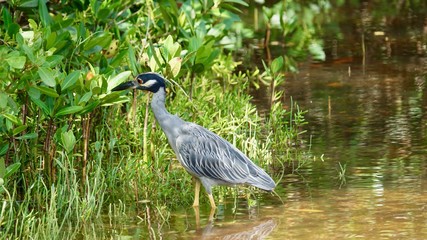 Reiher, Graureiher, Silberreiher