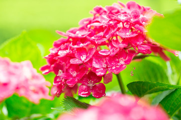 雨上がりのあじさいから水滴が落ちる瞬間