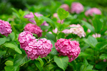 雨上がりハート型のあじさい
