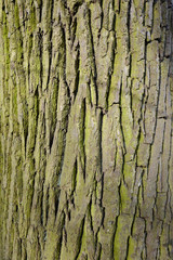 écorce (verticale)