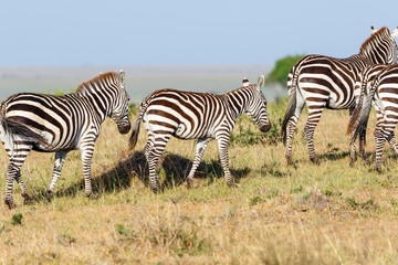 Fototapeta na wymiar Zebras with a foal on the savannah in the Masai Mara National Reserve