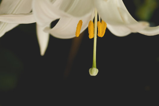 detail of white lilium flowers on dark background