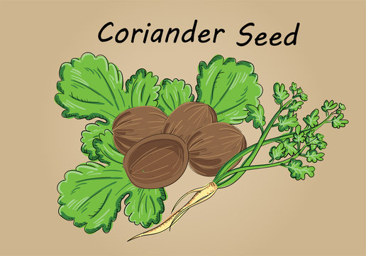 hand drawing illustration vector of coriander seed close up - each part is isolated and can arrange in the way you want