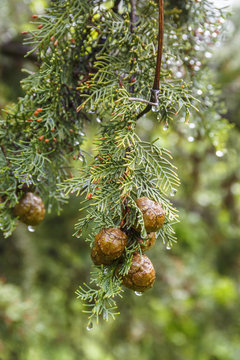 Cypress cone on a branch with water drops