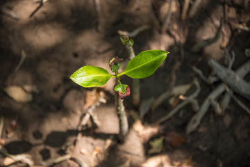 Young mangrove tree