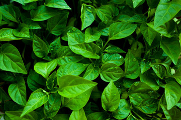 Dew drops on the leaves of pepper
