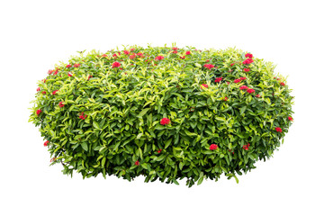 flower bush tree isolated with clipping path