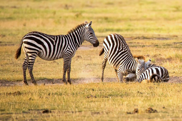 Fototapeta na wymiar Raufende Zebras in der Savanne Afrikas