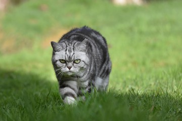 Britisch Kurzhaar Katze schleicht sich an