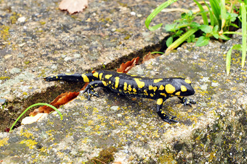 Obraz na płótnie Canvas Salamandra común, Sierra de Grazalema, España