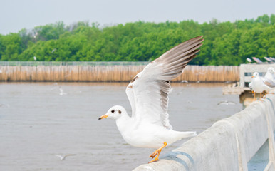 Seagull stand on stone terrace at the sea.