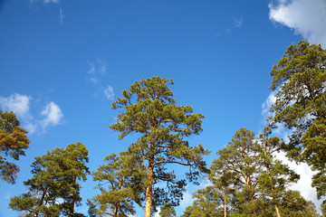 pine forest tops