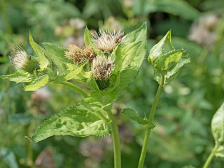 Kohldistel, Kohl-Kratzdistel, Cirsium oleraceum