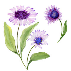 Beautiful spring floral illustration. Purple daisy (flowers on a stems with green leaves) isolated on white background. Watercolor painting.