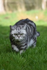 Britisch Kurzhaar Katze schleicht sich an