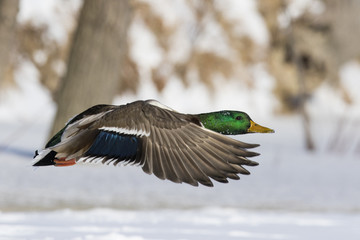 Obraz premium Mallard duck in winter