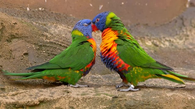 Rainbow lorikeet (Trichoglossus moluccanus) courtship rituals
