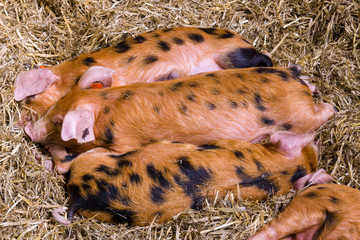 Oxford Sandy and Black piglets often also called plum pudding pig a rare breed that has been rescued from extinction and one of the oldest native pigs in Britain
