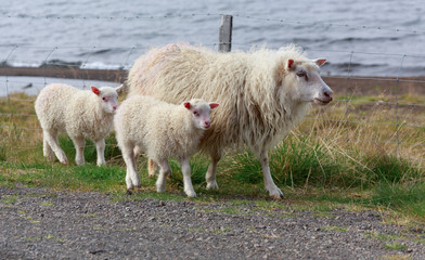 Fototapeta premium Lambs on the road