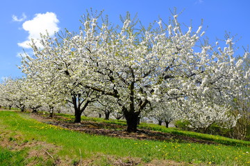 Fototapeta na wymiar cerisiers en fleurs printemps